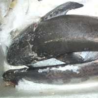Frozen Fish  (Seer Fish)