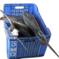 Frozen Fish (Wild Leather Skin)