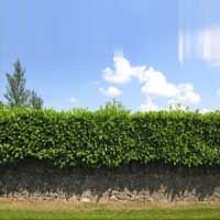 Hedge Plants 02
