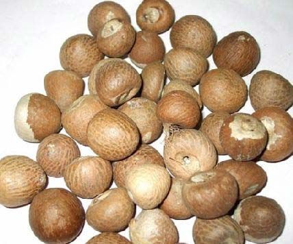 Dried Betel Nuts 01