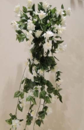 Bougainvillea White