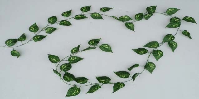 Moneyplant Lvs Creeper (9 Ft)