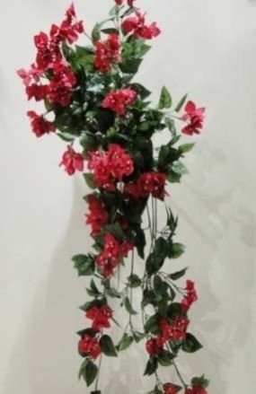 Bougainvillea Red