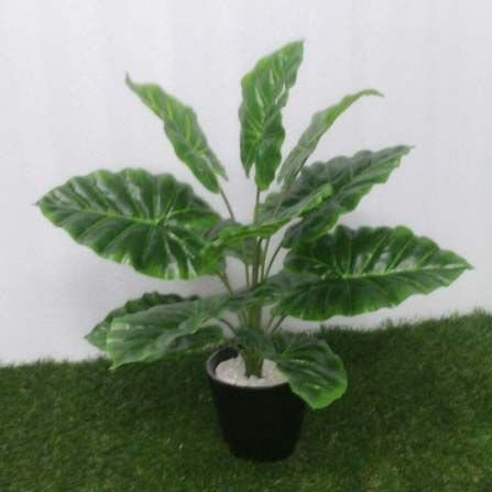 Green Bunch Panpatta (12 Lvs)