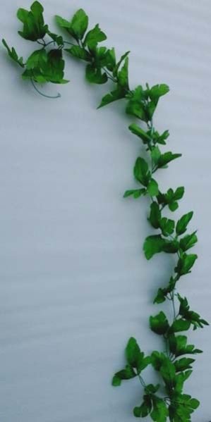 Karela Lvs Creeper (6 Ft)