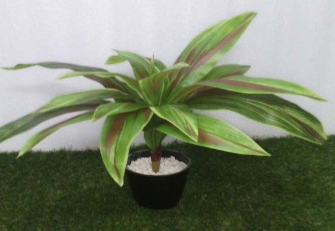 Codeline Green Red (19 Lvs)