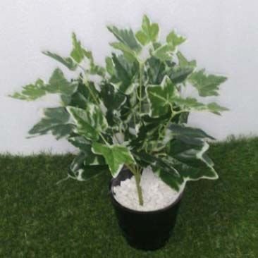 Tringular Bunch (56 Lvs)