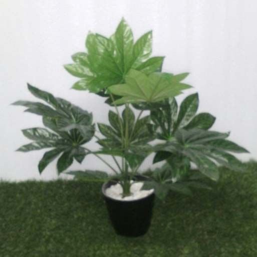 Green Bunch Papaya (12)