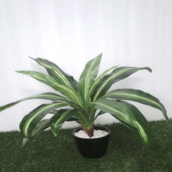 Codeline Green (19 Lvs)