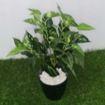 Money Plant Bunch (56 Lvs )