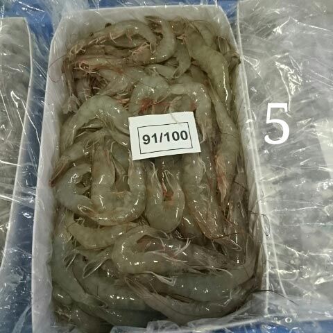 Item Code : DSC_0516