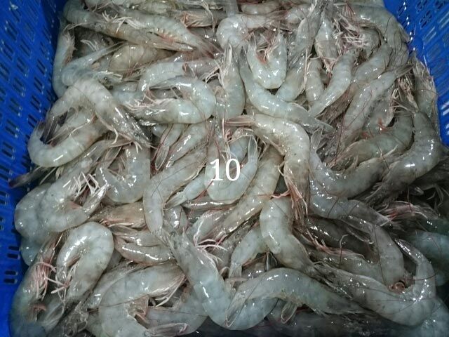 Item Code : DSC_0521