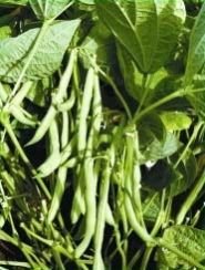 Anupama French Bean Seeds