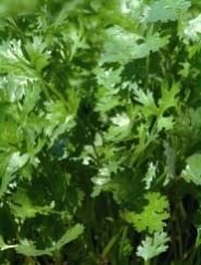 Bhavna Coriander Seeds