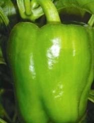 Yellow Capsicum Seeds