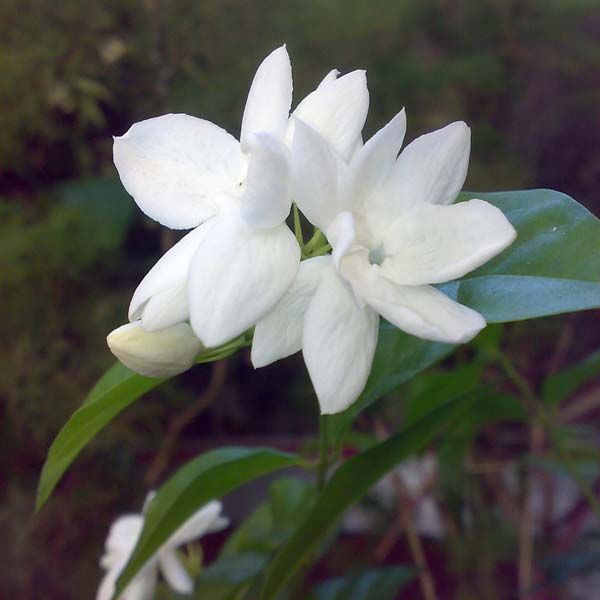 Motia Mogra Extract 02