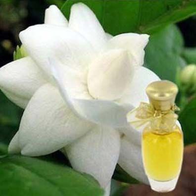 Motia Mogra Extract 02