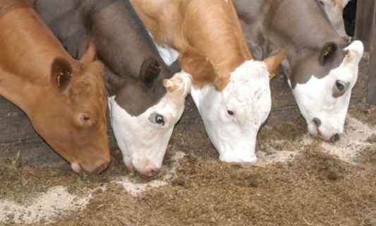 Benafeed Animal Feed Grade Bentonite 01