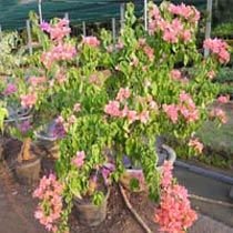 Bougainvilla Hybrid