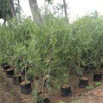 Callistomen Lanceolatus