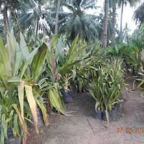 Crinum Asiaticum Rubra