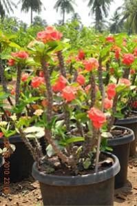 Euphorbia