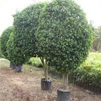 Ficus Benjamina