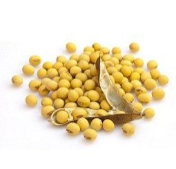 Soya Bean Seeds