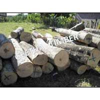 Gmelina Log 001