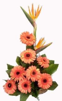 Item Code : Fvwbt-04