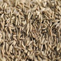 Cumin Seeds