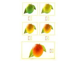Ripening Chart For Mangoes