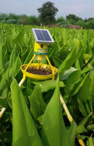 Solar Light Trap on Turmeric