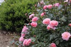 Fresh Rose Flowers 03