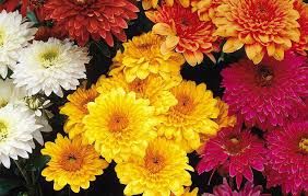 Fresh Sevanti Flowers 03