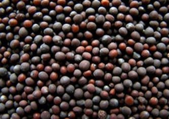 Brown Mustard Seeds