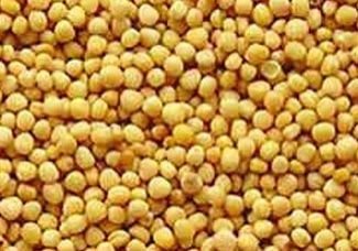 Yellow Mustard Seeds