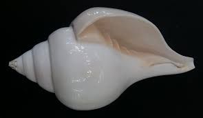 White Shankh 01