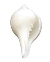 White Shankh 02
