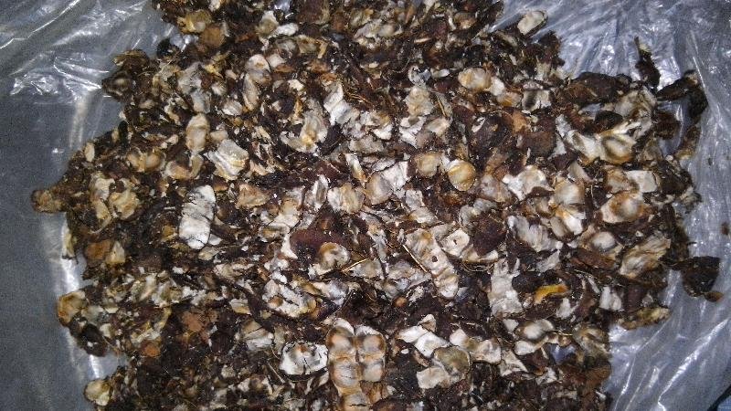 Seedless Tamarind 02