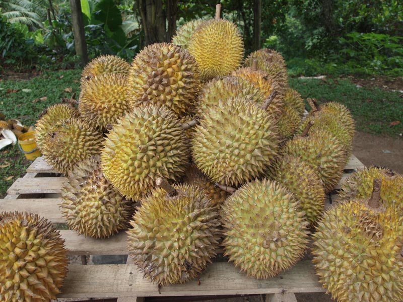 Fresh Durian 02