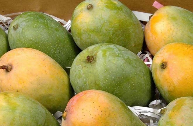 Kesar Mangoes 01