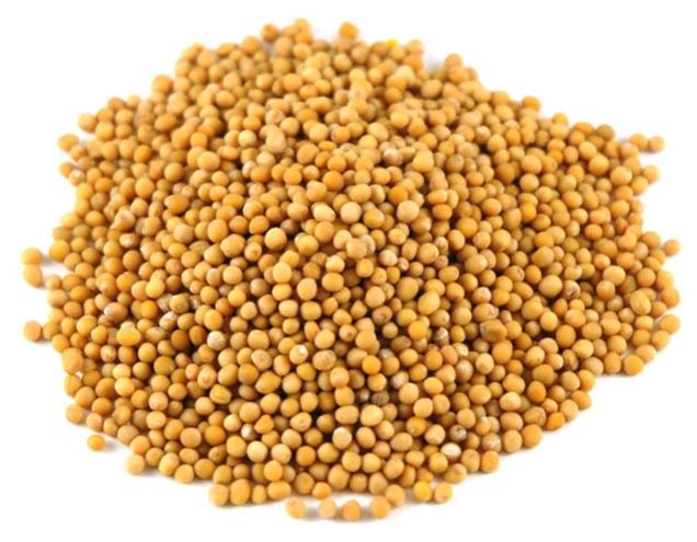 Yellow Mustard seed