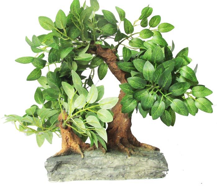 Two in One Bonsai Tree