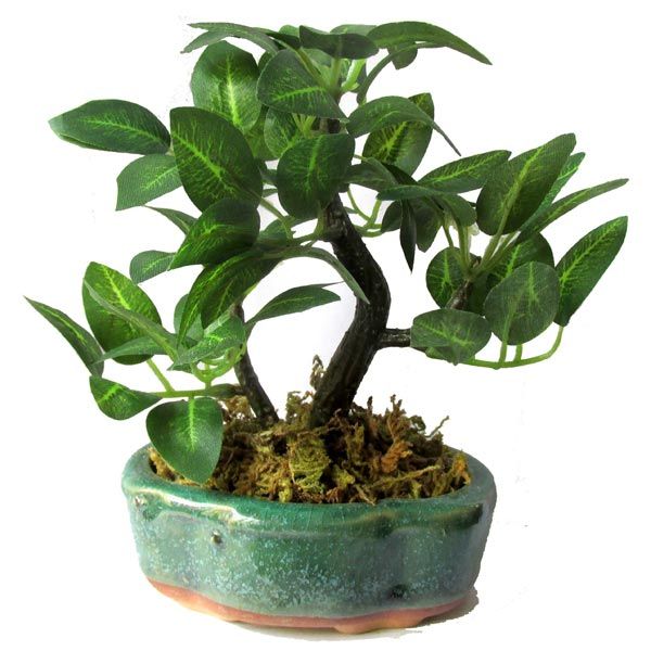 Green Bonsai Tree