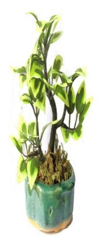 White Shade Bonsai Tree
