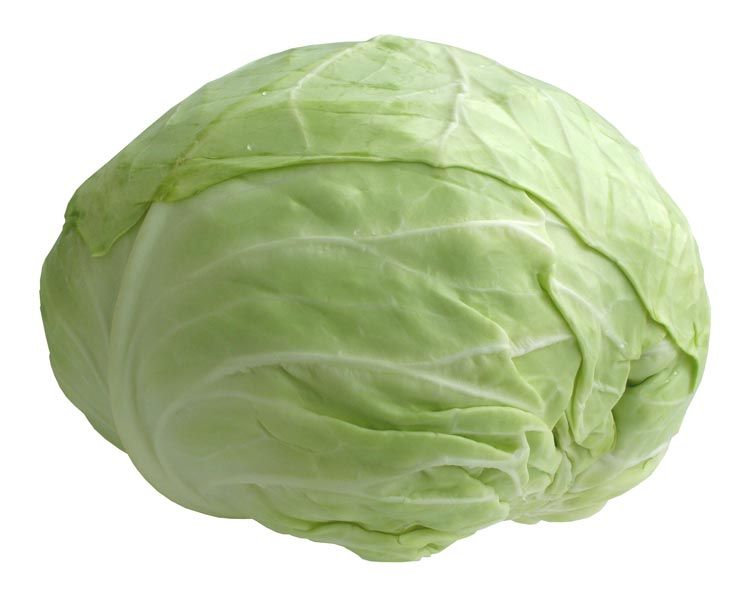 Fresh Green Cabbage