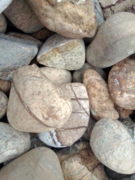 Forest Yellow Pebbles