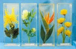 Zoological Specimens 02