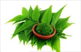 Neem Leaves